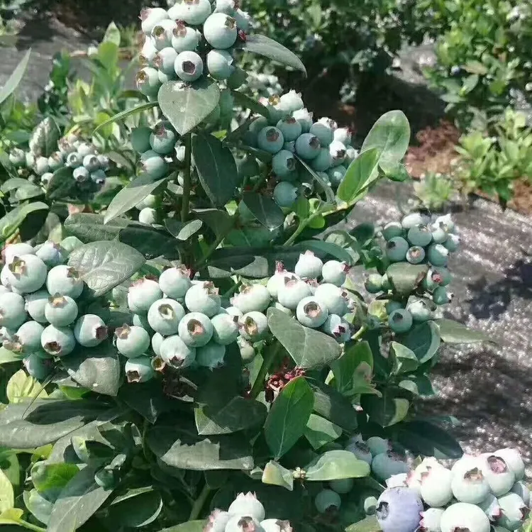 鸿蓓湫【买一送一】蓝莓带土球发货盆栽种植原土球发货蓝莓苗