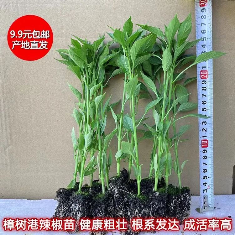 正宗樟树港辣椒苗  第一季苗 现挖现发包邮 湖南辣椒 辣椒秧10克