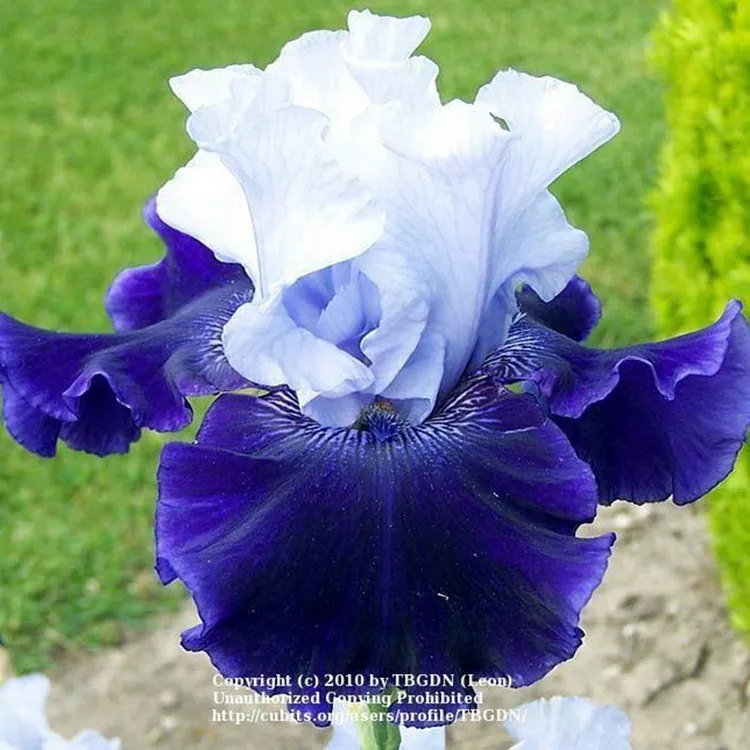 2025进口德国鸢尾块根花苗世界块根多年生耐寒旱宿根花卉盆栽