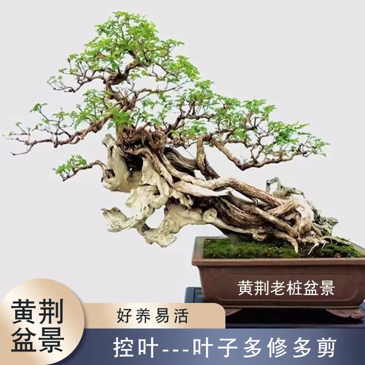 黄荆精品盆景老桩怪桩生桩素材耐旱植物阳台庭院绿植小盆景