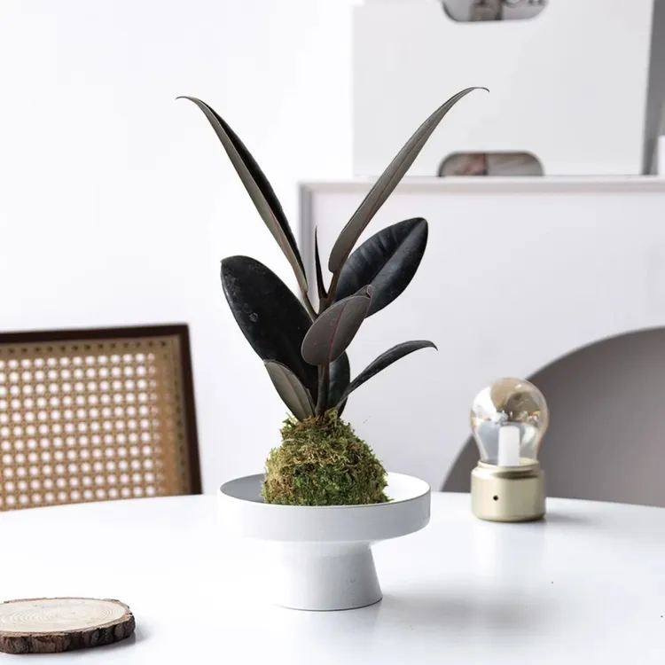 【黑金刚】苔藓球黑金刚橡皮树桌面绿植办公室书房易养绿植净化空气