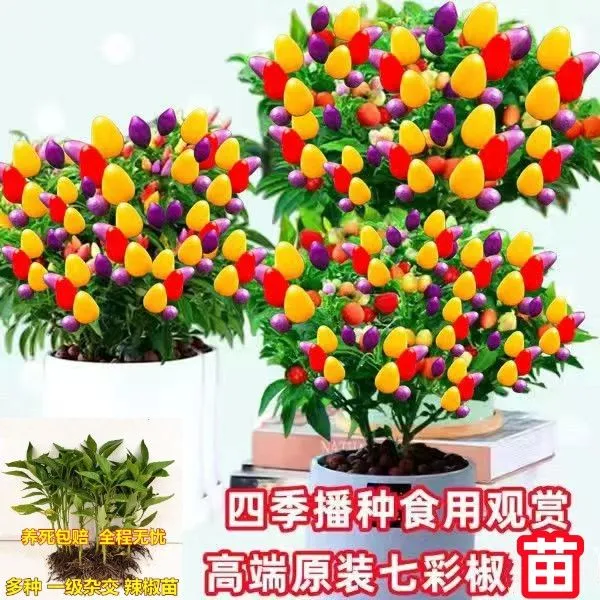 变色七彩椒苗五彩观赏椒室内阳台盆栽指天椒蔬菜苗耐寒耐热