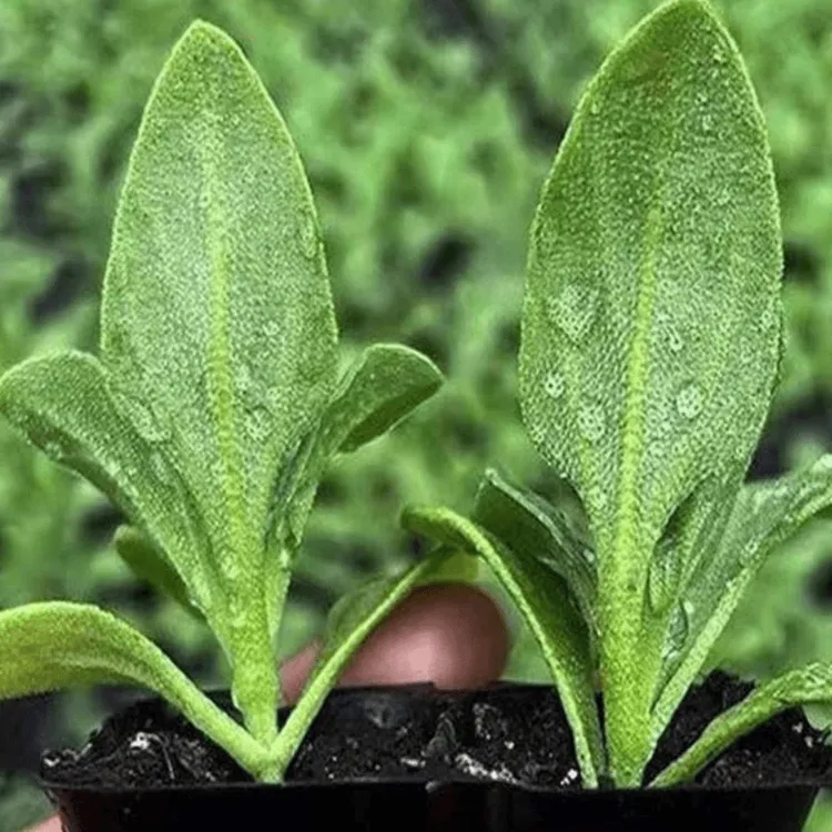 冰菜大苗大冰粒水晶冰草口感清脆适合阳台盆栽户外庭院种植四季