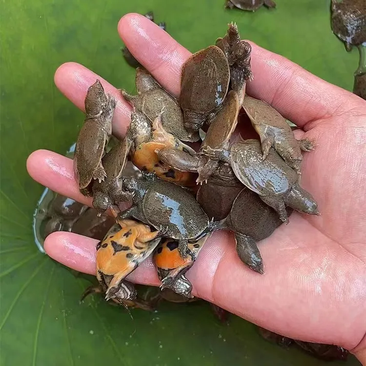 鲜活中华鳖活体小甲鱼苗水鱼苗王八团鱼苗生态外塘养殖场摆摊