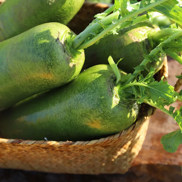 天津沙窝老郭老味道（金星）天星02沙窝萝卜酥脆多汁 净重4.5-9斤