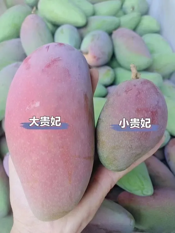 正宗四川攀枝花大贵妃芒果带箱10斤个大味甜热带应季水果