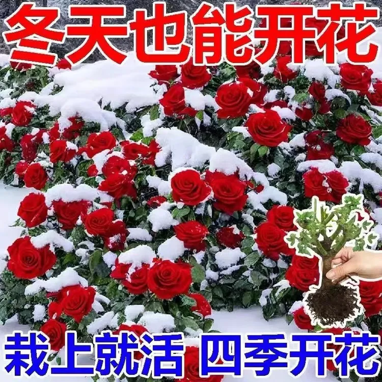 玫瑰花苗老桩玫瑰花盆栽树苗特大红花卉四季开花玫瑰花束月季花苗