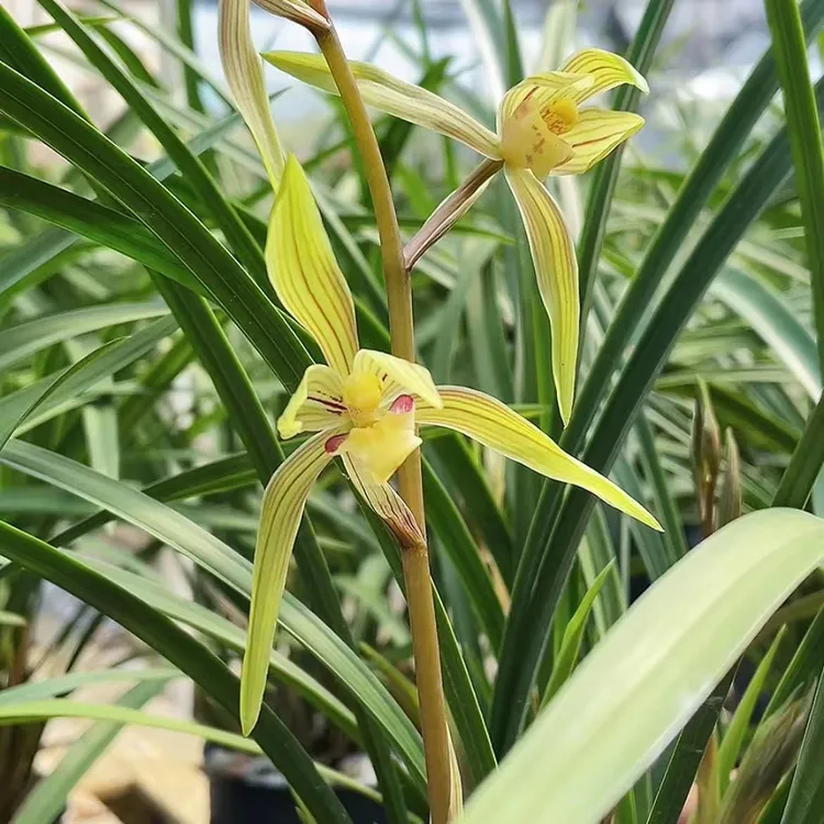 寒兰-春辉 兰花 细叶春兰 国兰 浓香型（春节前后花期）