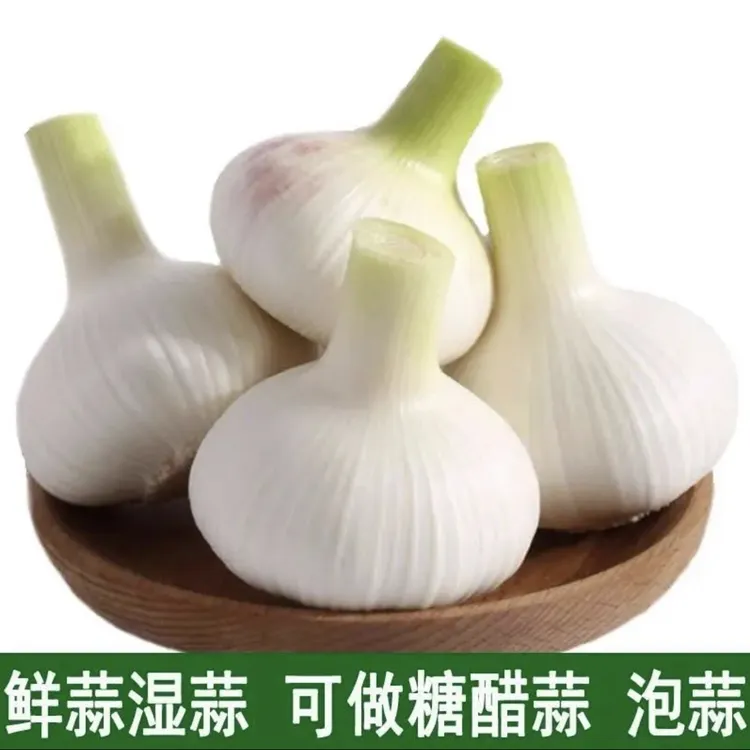 去泥皮鲜蒜湿蒜可腌糖醋蒜腊八蒜泡蒜先挖大蒜头嫩蒜紫皮蒜白皮蒜