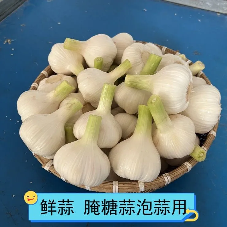 2025年白皮鲜蒜紫皮鲜蒜湿蒜去泥新鲜大蒜头可腌糖醋蒜泡蒜腊八蒜