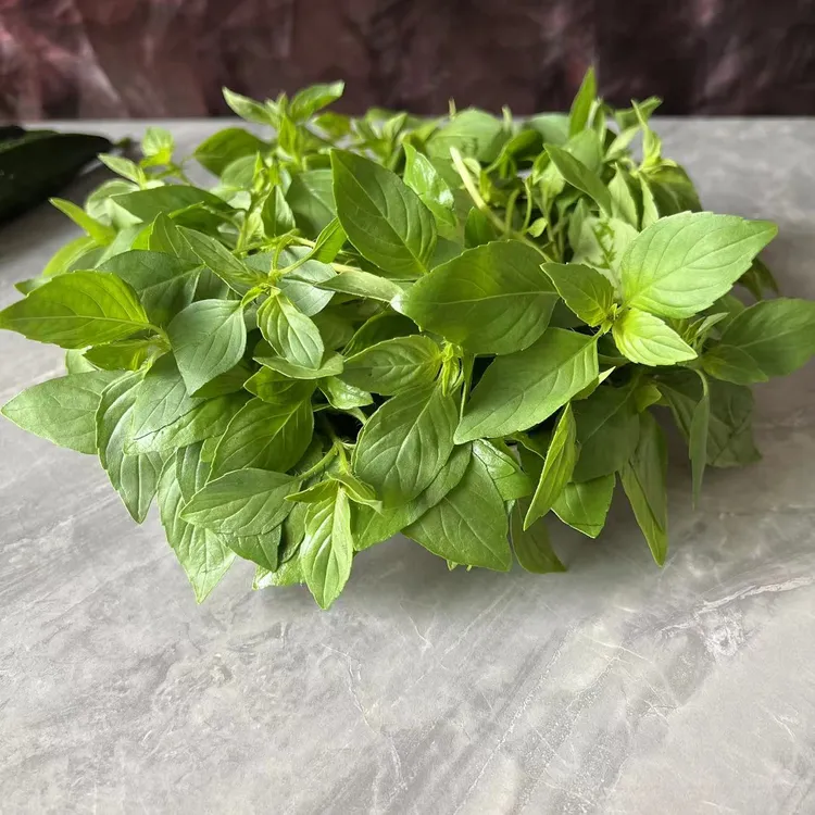 安徽新鲜荆棘菜阜阳大叶荆芥菜现摘现发荆芥头调味菜冰鲜坏单包赔