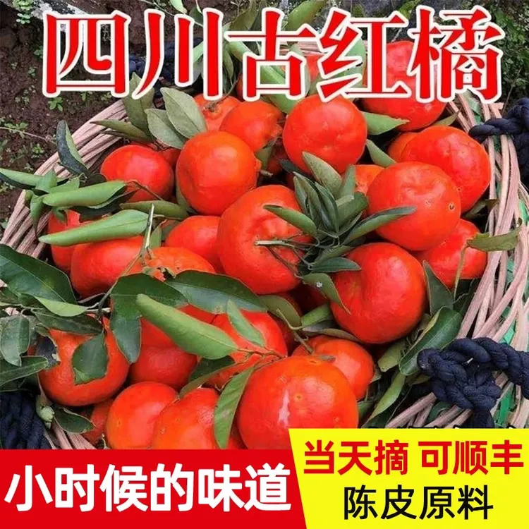 四川正宗老树川红橘古树红橘大红袍推荐陈皮果陈皮原料