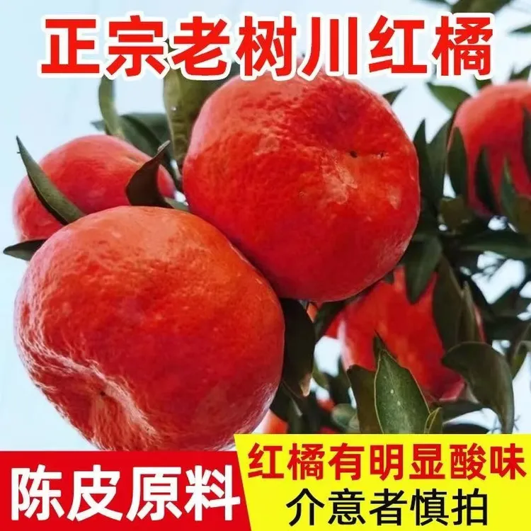 四川正宗老树川红橘古树红橘大红袍推荐陈皮果陈皮原料