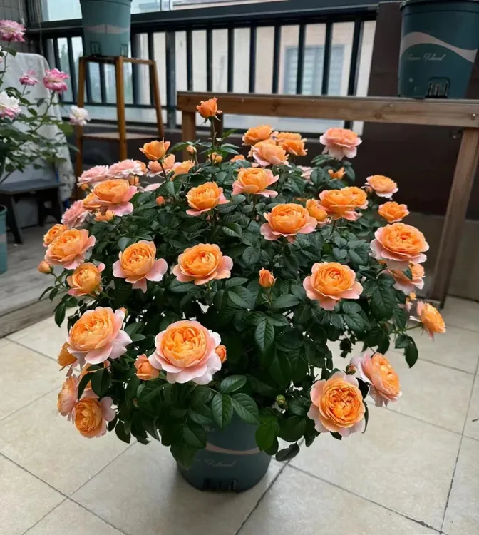 果汁阳台花卉阳台月季花苗盆栽庭院绿植四季开花大花浓香带盆栽好