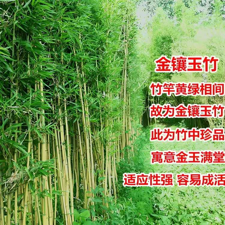 金镶玉竹金玉满堂四季常青庭院地栽北方耐寒观赏竹子