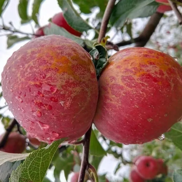 当季云南昭通丑苹果冰糖心孕妇水果现摘现发整箱包邮高原丑小苹果