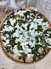 蔡堂膳言[青  皮]    熊妈精选天马青皮，茶枝柑泡