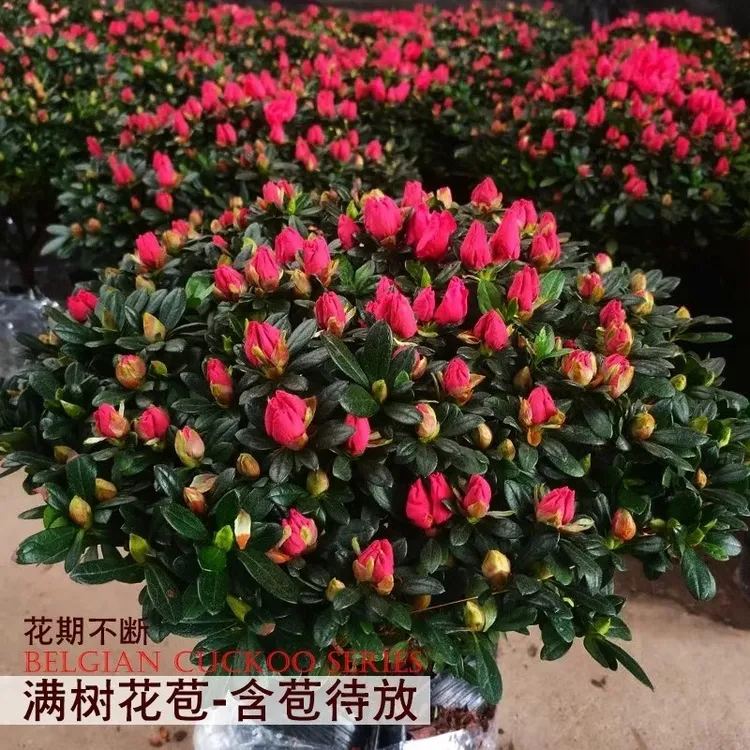 杜鹃花盆栽花卉植物室内花带苞大颗老桩四季开花植物好养易活绿植