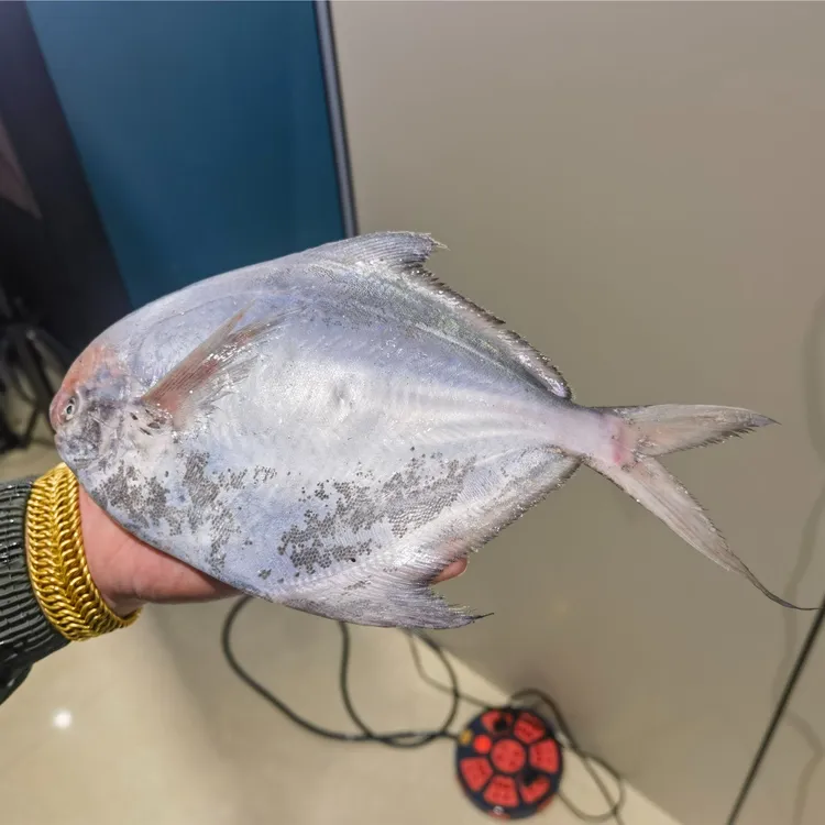 鲳鱼东海大鲳鱼海鲜新鲜生鲜包邮