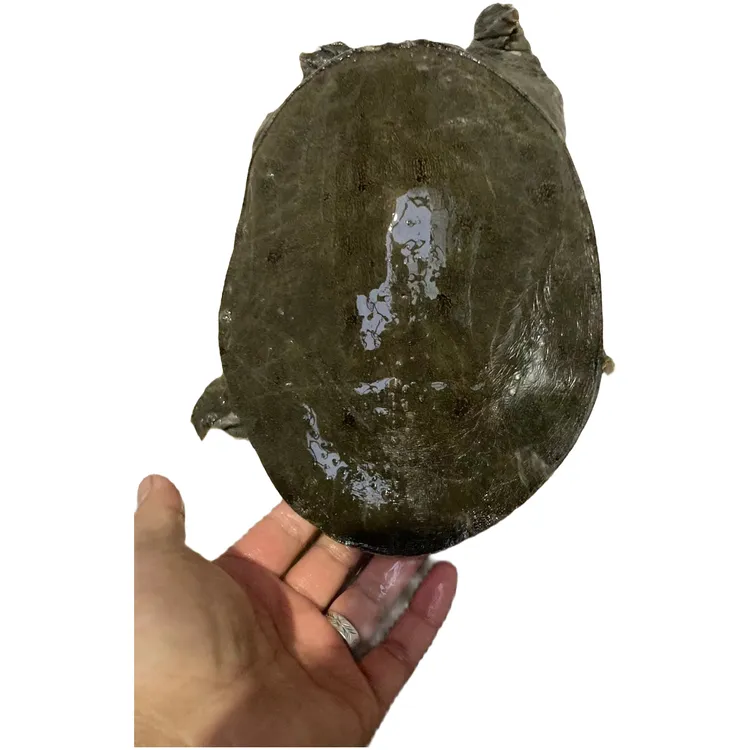 1.5斤湖北监利虾头甲鱼鲜活食用甲鱼老水鱼老鳖【顺丰包邮】新鲜
