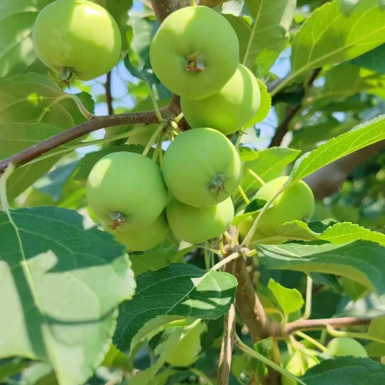 东北特产青沙果新鲜水果口感酸脆儿时的味道孕妇水果现摘现发包邮