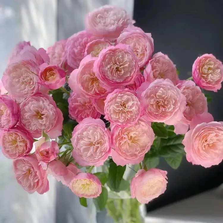 【康斯坦兹】A级多头玫瑰 玖枝花优选 云南基地直发 鲜切花