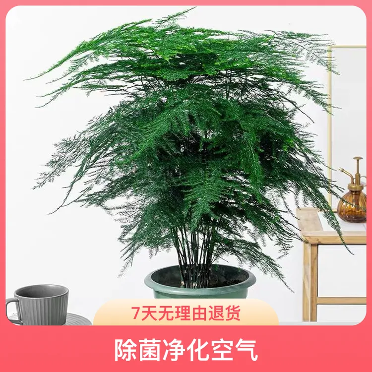 中大型文竹盆栽客厅办公室内中式绿植文雅盆栽家居必备绿植盆栽