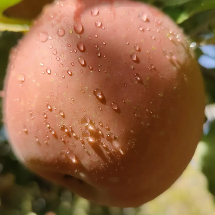 新疆阿克苏冰糖心丑苹果新鲜脆甜多汁