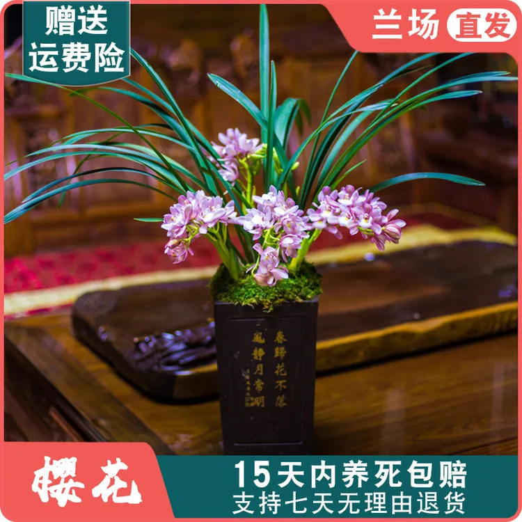 【建兰樱花】兰花苗国兰盆栽植物室内浓香型名贵兰草客厅不带花苞