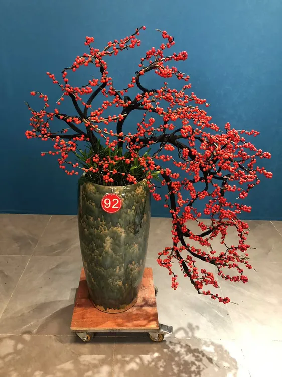 满堂红北美冬青黑骨造型高端观果盆栽中国红冬季耐寒果期悠长礼品