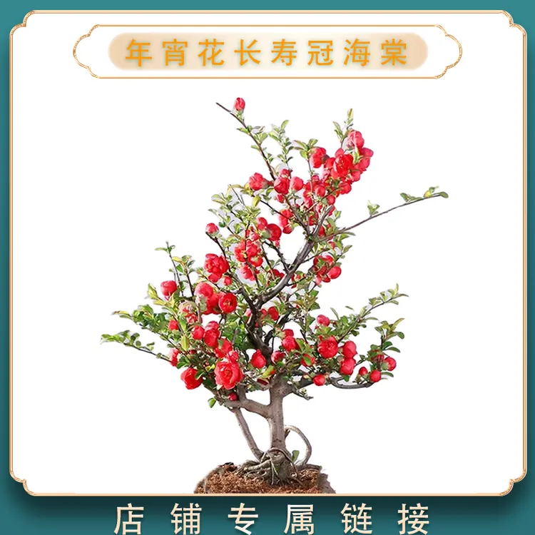 长寿冠海棠非常容易生长盆栽地栽阳台庭院耐寒耐热爆花机器植株花