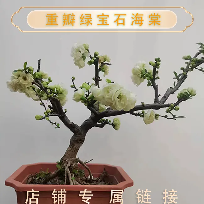 绿宝石海棠花盆栽地栽阳台庭院室内室外种植耐寒耐旱重瓣爆花植物