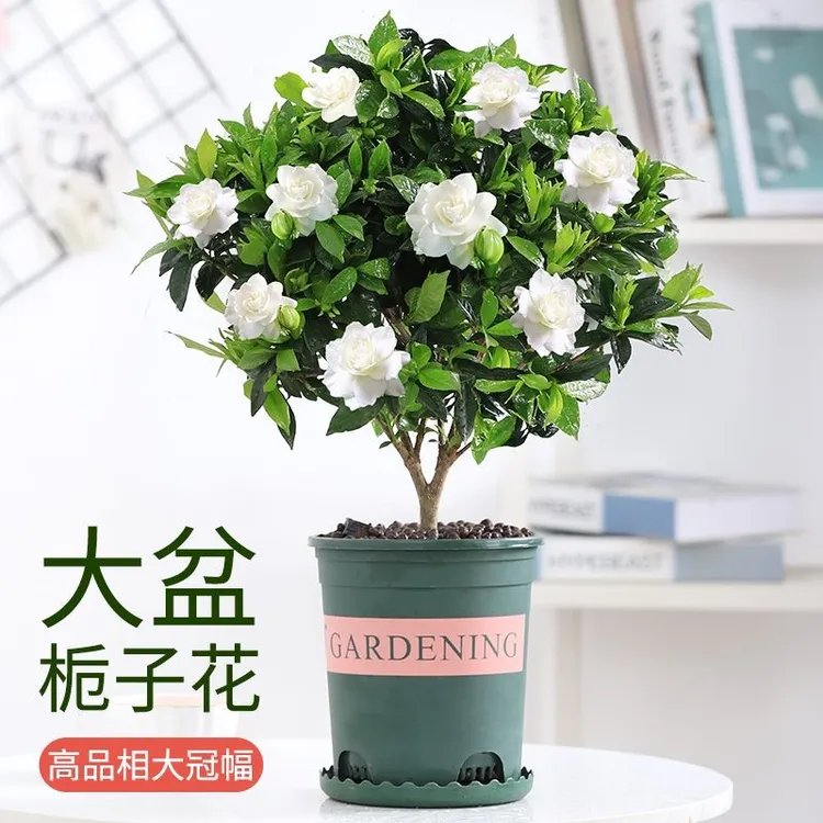 栀子花盆栽四季开花超长花期浓香带花苞阳台室内好养绿植花卉