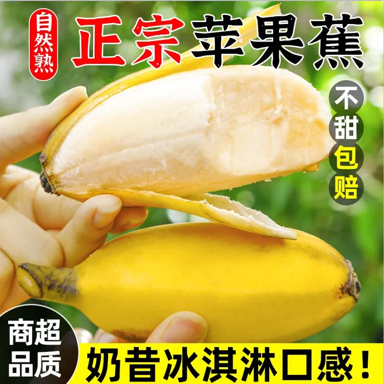  不泡药 请放熟再吃 软糯香甜正宗广西苹果蕉新鲜采摘孕妇3斤起  