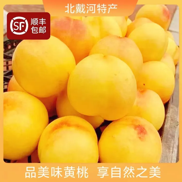 【顺丰大果】秦皇岛黄桃黄油桃北戴河杏梅黄桃当天采摘