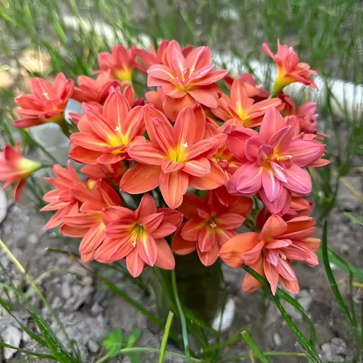 耐热阳台风雨兰种球盆栽耐寒葱兰风雨兰花卉韭兰庭院开花重瓣