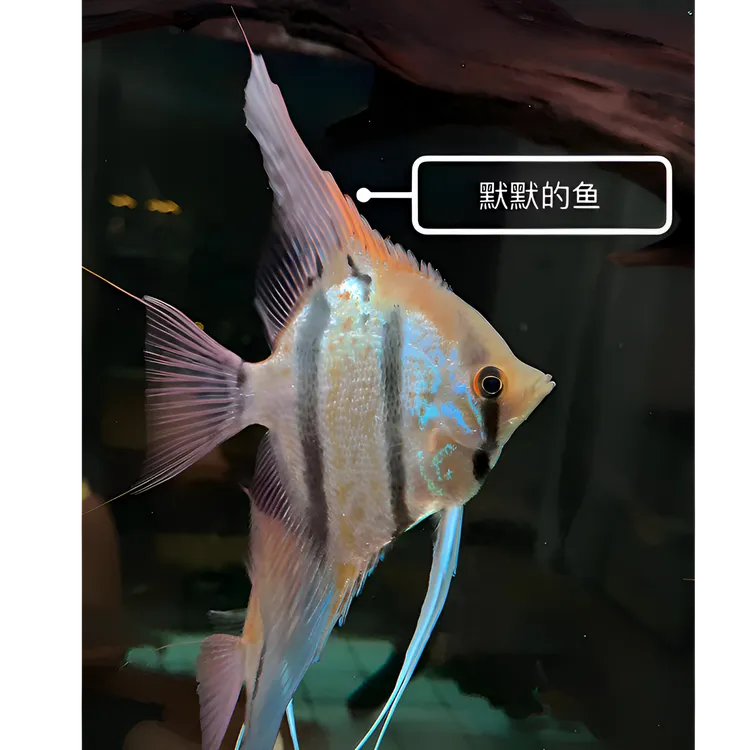 肉身3~4厘米一组魔门斯卡F1精品神仙鱼