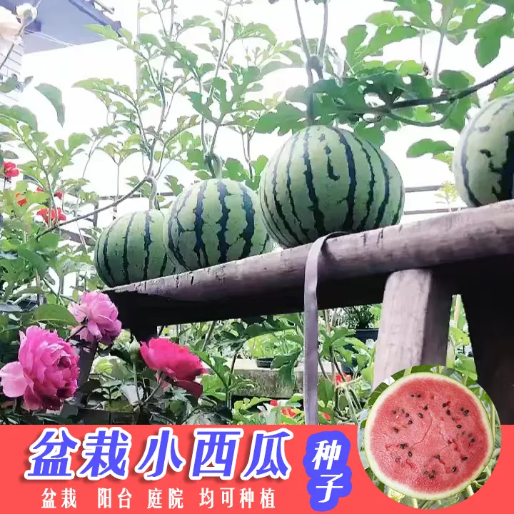 盆栽小西瓜种子早熟红玉麒麟西瓜种籽四季盆栽西瓜高产绿皮红壤