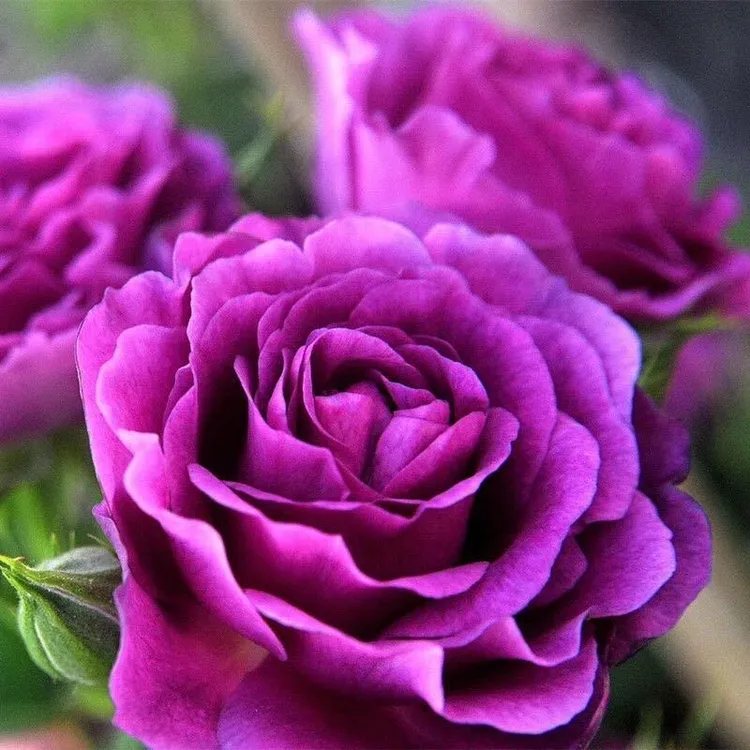 新品天方夜谭月季阳台庭院盆栽灌木绿植抗病多季开深桃色波浪边