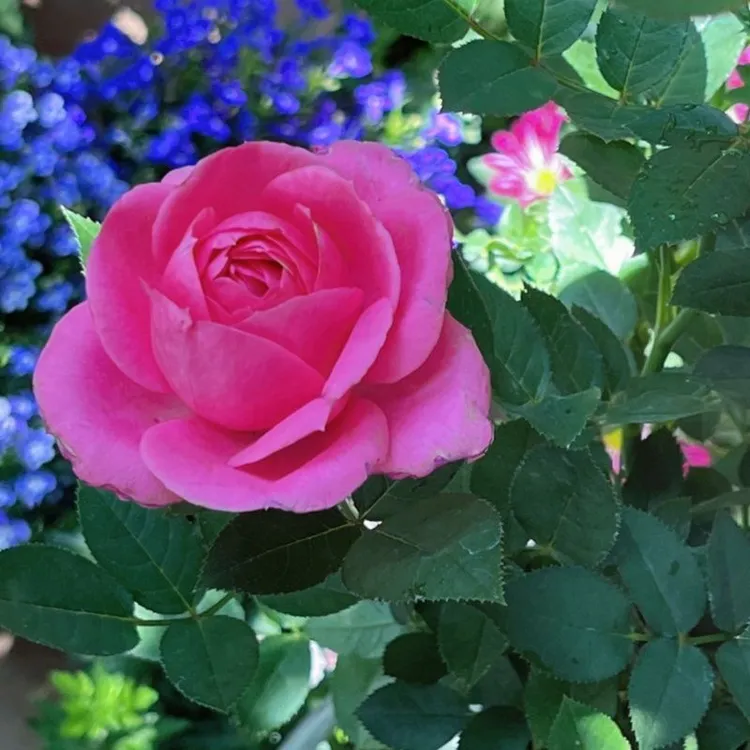 欧月玫瑰大花淑女带花苞玫瑰月季盆栽四季开花阳台庭院花卉绿植物