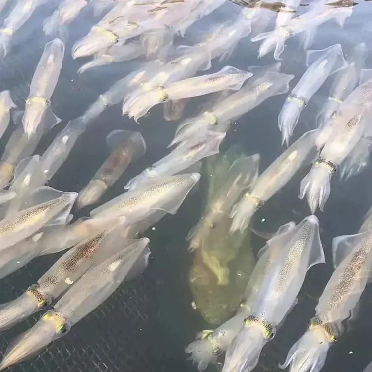 【隋隋家】海兔海鲜小笔管鱼笔管蛸海兔籽乌小乌贼新鲜顺丰包邮