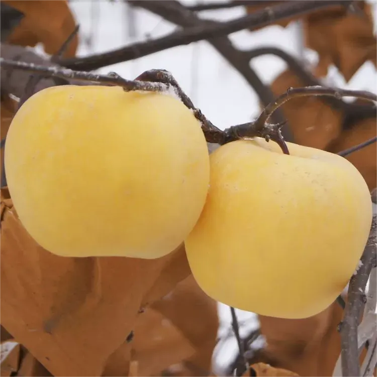 【隋隋家】25年当季刚下树山东烟台奶油富士苹果新鲜水果农家自种