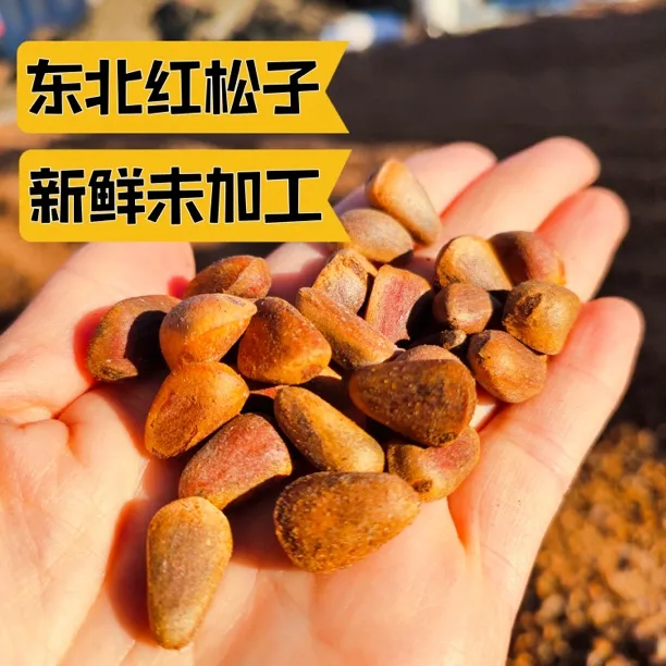 东北长白山生松子原味未加工原始森林红松子新货