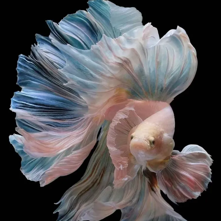 A区 绿魔阿帕奇彩金CTPK纯金龙大星尾火焰泰国印尼斗鱼