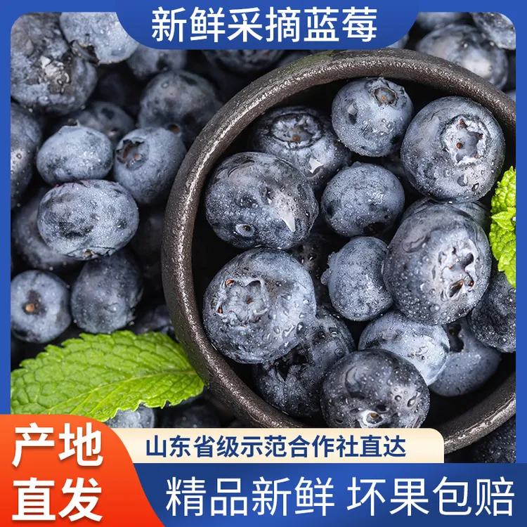莓之蓝蓝莓云南脆甜15mm+宝宝辅食莱克西原产地爆汁新鲜种植