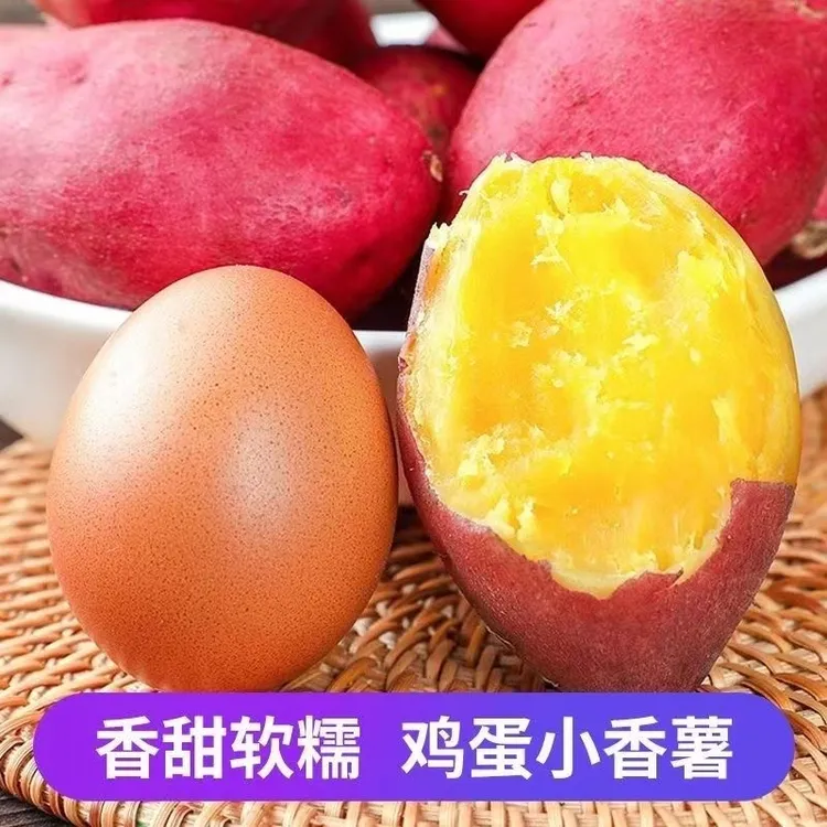 【宠粉回馈】现挖农家自种板栗鸡蛋薯红沙地种植红皮番薯粉糯香甜