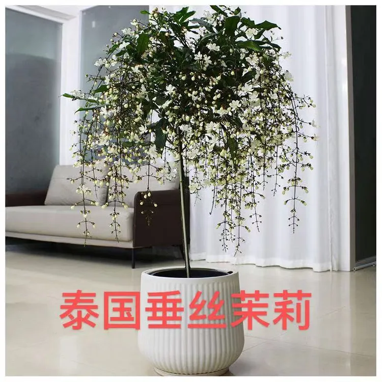 泰国垂丝茉莉直播间一物一拍