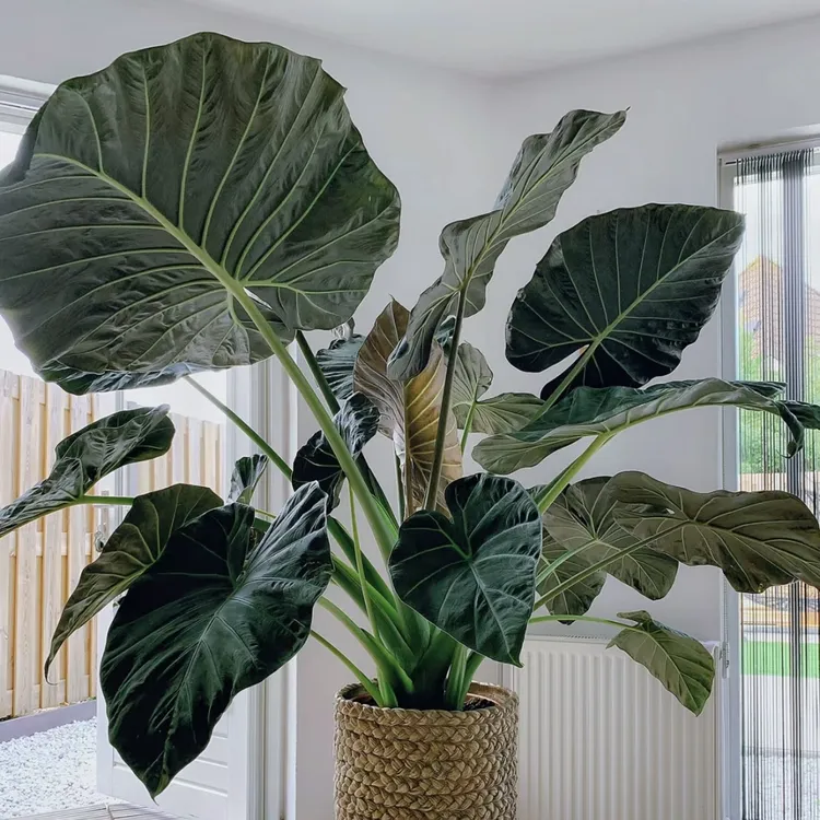 帝王盾海芋超大亮叶盆栽耐阴好养客厅C位室内易养护绿植