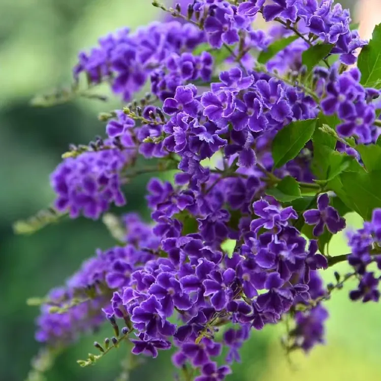 紫色巧克力蕾丝金露棒棒糖盆栽花卉带香味庭院阳台易养护耐寒耐晒