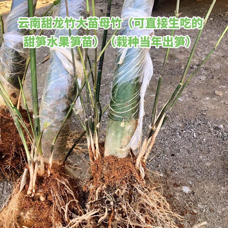 竹子树苗云南水果竹甜龙竹笋苗水果竹笋苗